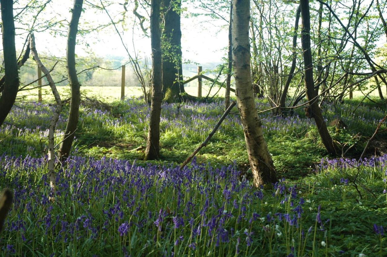 Bluebells Daire Rye Dış mekan fotoğraf